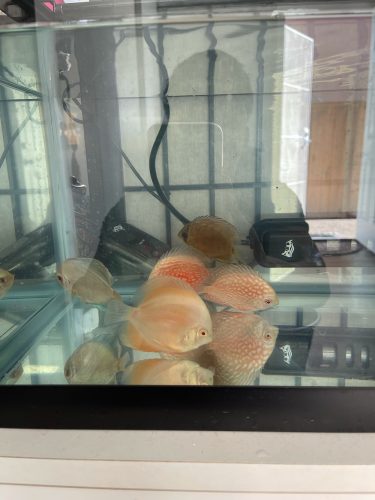 Albino Platinum Discus photo review