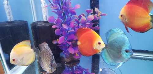 Fuji Red Discus photo review