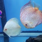 Silver Pigeon Leopard Discus photo review