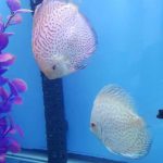 Silver Pigeon Leopard Discus photo review