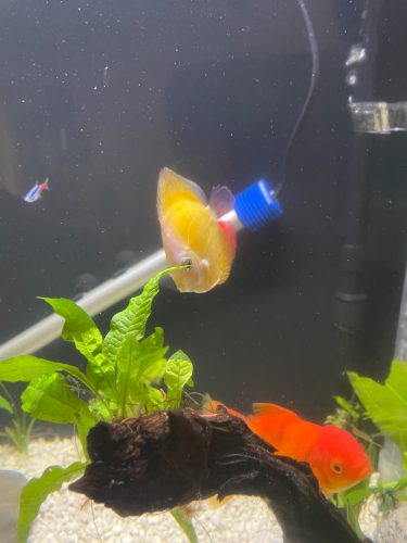 Golden Diamond Discus photo review