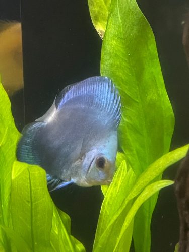 Classic Deep Blue Diamond Discus photo review