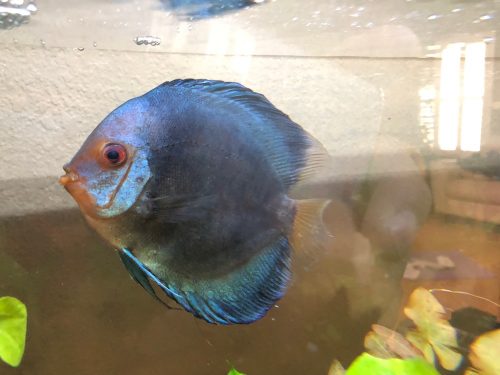 Neon Sapphire Discus photo review