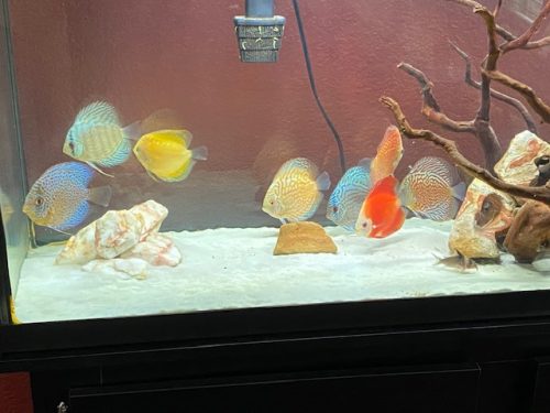 Super Eruption Discus, Blue Base photo review