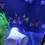 Large Wild Orinoco Altum Angel Fish Cichlid 3" photo review