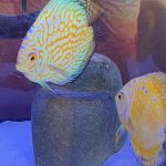 Yellow Rafflesia Discus photo review