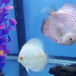 Silver Pigeon Leopard Discus photo review