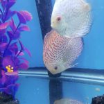 Silver Pigeon Leopard Discus photo review