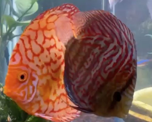 German Red Turquoise Discus, Blue Base photo review