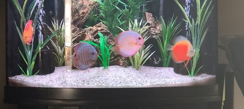 German Red Turquoise Discus, Blue Base photo review