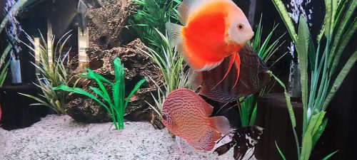 German Red Turquoise Discus, Red Base photo review