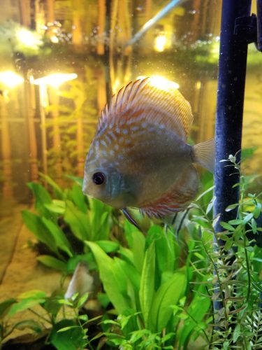 German Red Turquoise Discus, Blue Base photo review