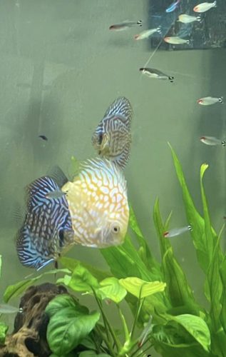 German Red Turquoise Discus, Red Base photo review