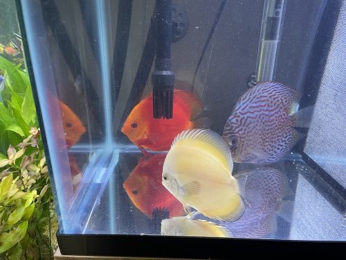 Mandarin Passion Discus photo review