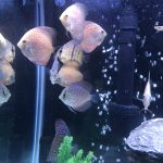 Royal Heckel Cross Discus photo review