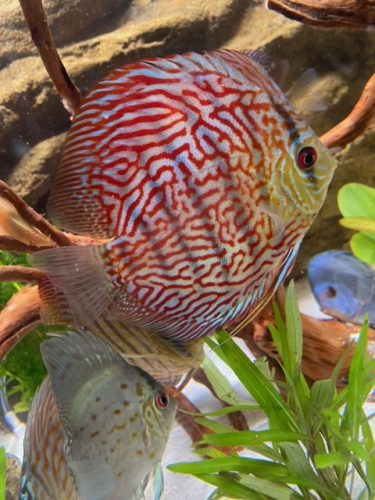 German Red Turquoise Discus, Red Base photo review