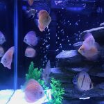 Royal Heckel Cross Discus photo review