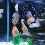 Royal Heckel Cross Discus photo review