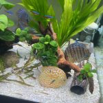 Golden Pearl Pigeon Snakeskin Discus photo review