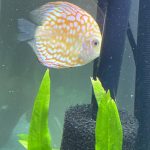 Golden Pearl Pigeon Snakeskin Discus photo review