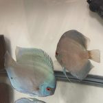 Blue Diamond Discus, Proven Breeding Pair photo review