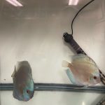 Blue Diamond Discus, Proven Breeding Pair photo review