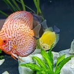 Silver Pigeon Leopard Discus photo review