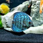 Penang Blue Knight Discus photo review