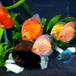 Red Eagle Discus, Wide Pattern photo review