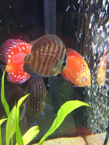 Red Panda Discus photo review