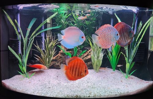 Turquoise Heckel Cross Discus photo review