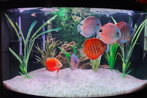 Classic San Merah Discus photo review