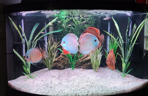 Classic Deep Blue Diamond Discus photo review