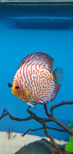 Red Eagle Discus, Wide Pattern photo review