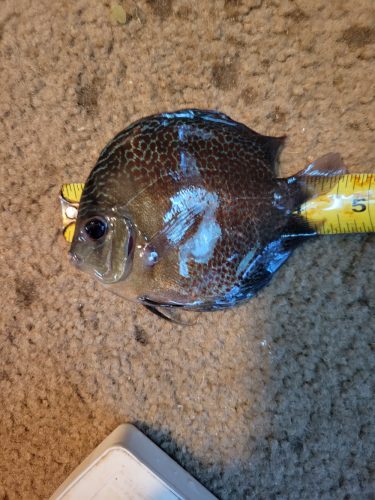 Super Eruption Discus, Blue Base photo review