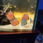 German Red Turquoise Discus, Blue Base photo review