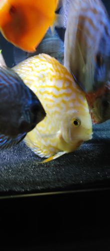 Golden Pearl Pigeon Snakeskin Discus photo review