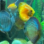 German Red Turquoise Discus, Blue Base photo review