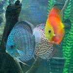 Blue Tiger Carnation Turquoise Discus photo review