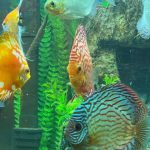 German Red Turquoise Discus, Blue Base photo review