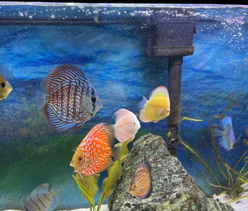 Albino Pearl Diamond Discus, Dark Base photo review