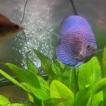 German Red Turquoise Discus, Red Base photo review