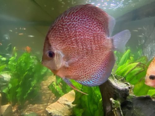 Red Super Eruption Discus, High Body photo review