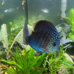 German Red Turquoise Discus, Blue Base photo review