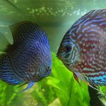 German Red Turquoise Discus, Red Base photo review