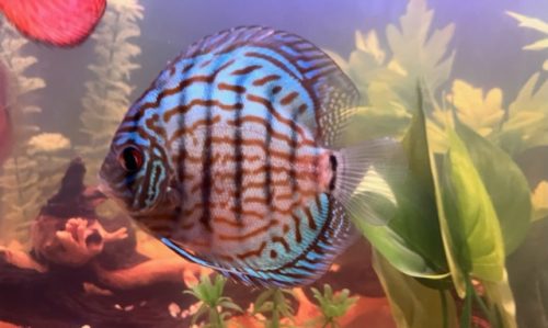 Penang Blue Knight Discus photo review