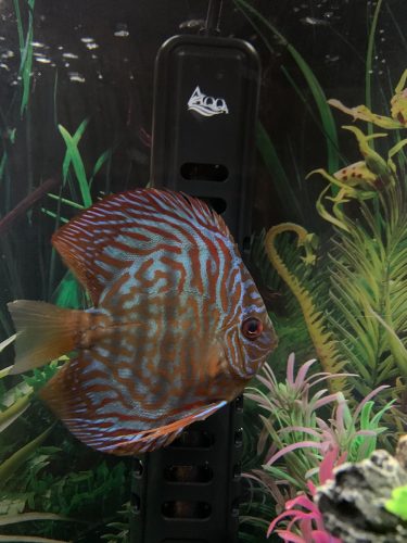 High Bodied Blue Tiger Turquoise Discus photo review