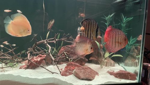 Blue Alenquer Cross Discus, Dark Base photo review