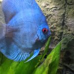 Classic Deep Blue Diamond Discus photo review