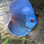 Classic Deep Blue Diamond Discus photo review